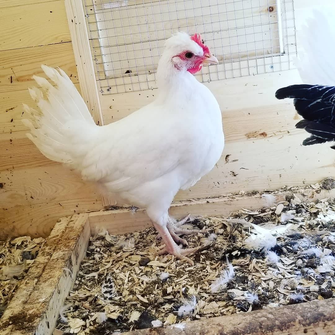 Austra White - White Egg Laying Chickens for Sale